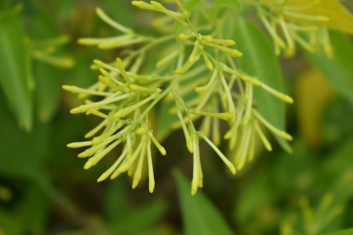 bouton nocturne cestrum