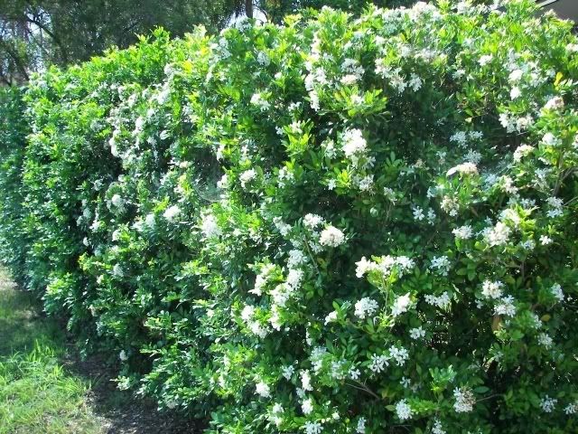 arbuste à fleurs