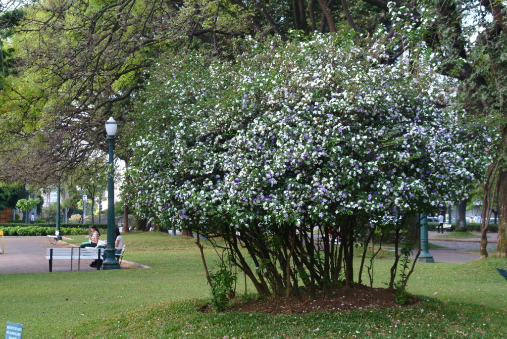 un bel arbre