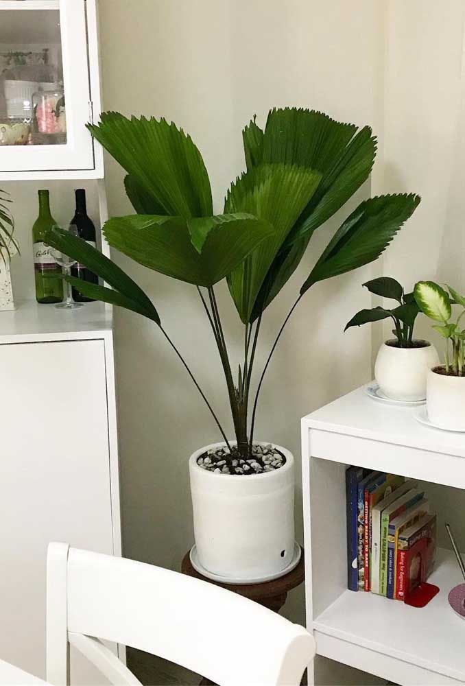 Décorez la pièce avec des plantes.