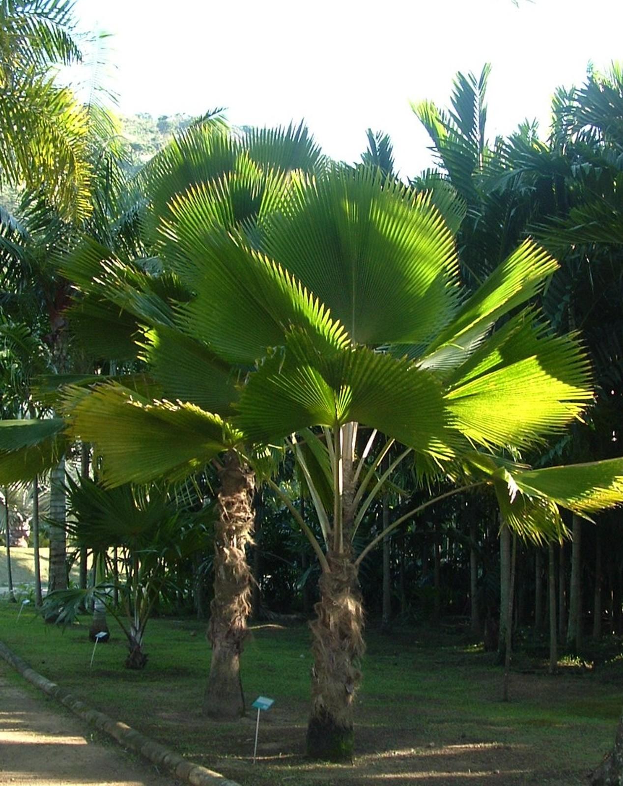 Divers palmiers sont plantés sur le trottoir.