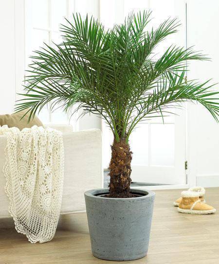 Chambre avec un décor simple et des pots de fleurs décoratifs.