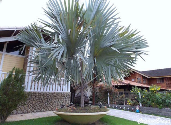 Jardin décoré de palmiers bleus.