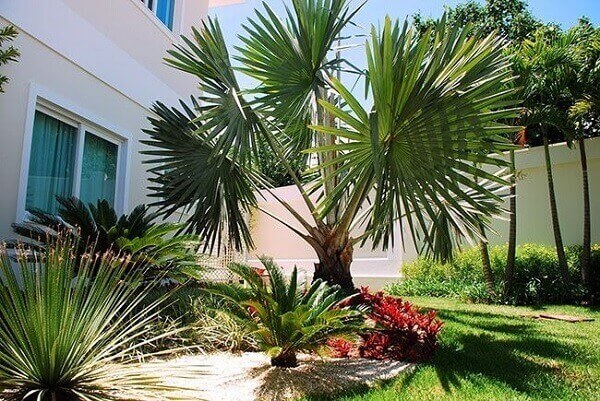 Jardin extérieur décoré de plantes et de pierres.