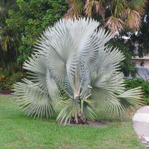 Espèces de palmiers bleus dans le jardin.