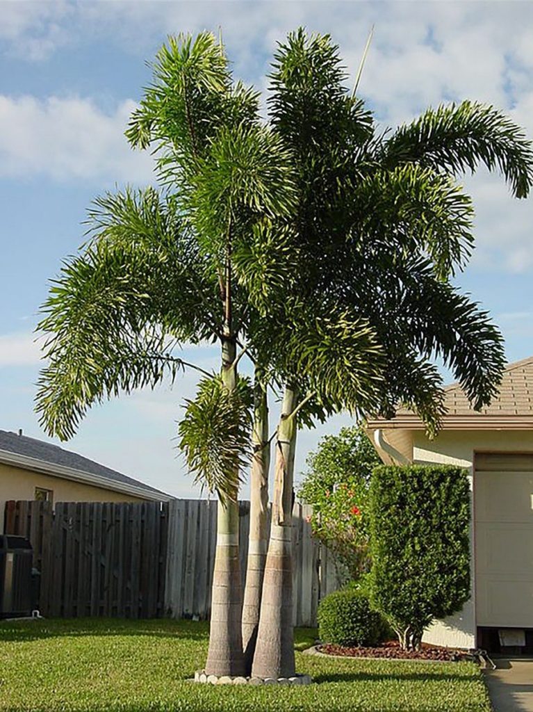 Plantes à l'extérieur de la maison.