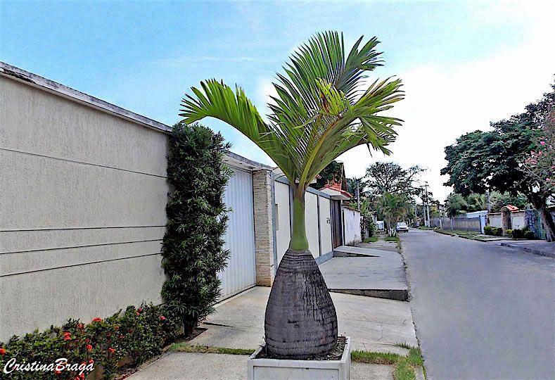 Plantes en pot sur le trottoir.