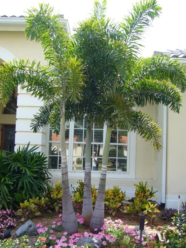 Le jardin est décoré de diverses plantes et arbres.