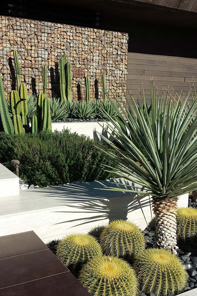 Il existe plusieurs types de cactus que vous pouvez utiliser pour créer un jardin