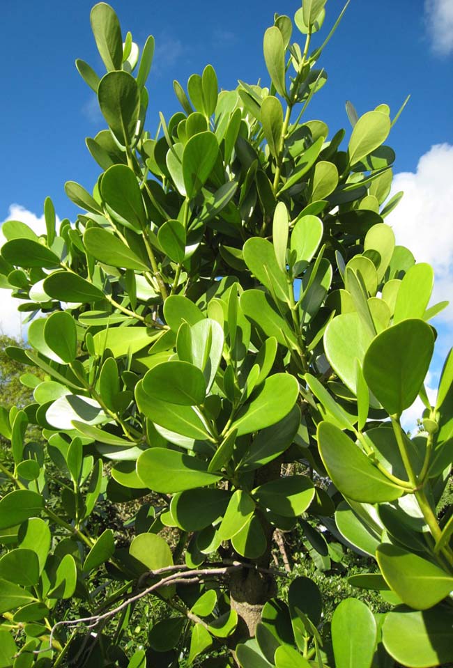 La teinte vert vif des feuilles de clusia se démarque à l'extérieur.