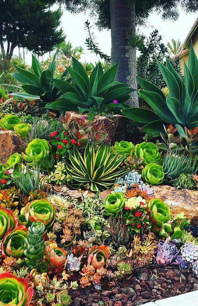Une grande variété de plantes succulentes peut créer des jardins uniques