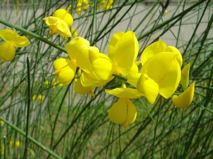 Les fleurs de balai les plus courantes sont jaunes.