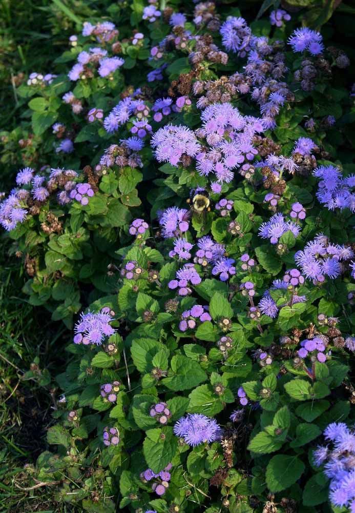 Entre bleu et lilas, le poilu Agerato montre sa beauté