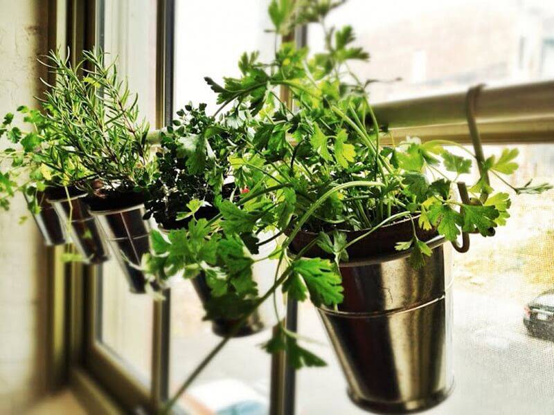 Des plantes dans des pots en fer sont accrochées au mur.