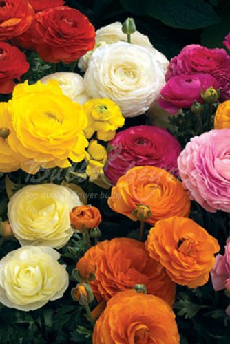 Ranuncolo Mix of Colours Collection - (120 tubercules) - Fleurs à bulbe/Fleurs de jardin - Livraison gratuite