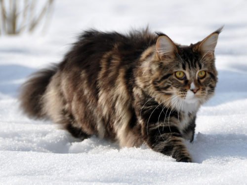 Chat sibérien dans la neige