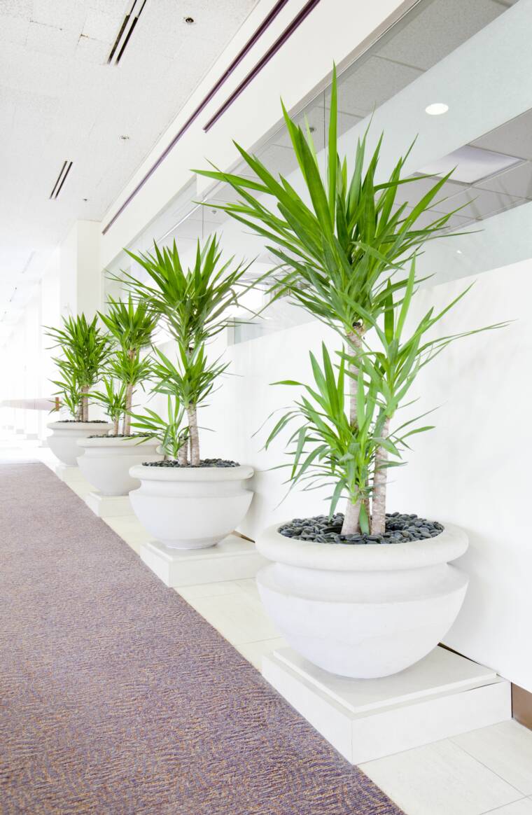 Couloir décoré de pots de fleurs de palmier raphia