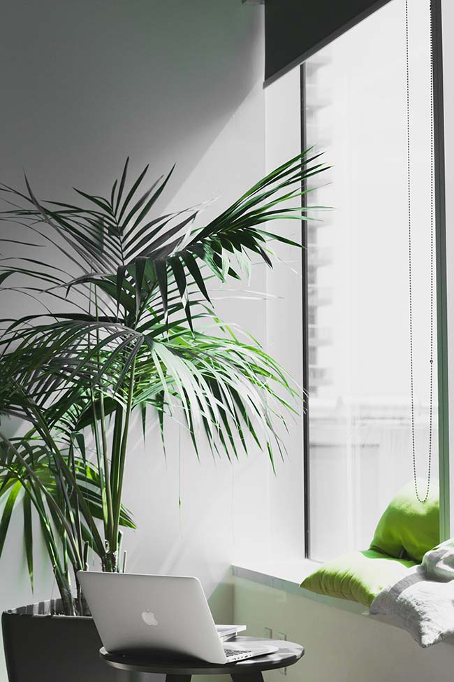 Vase palmier Lafite près de la fenêtre