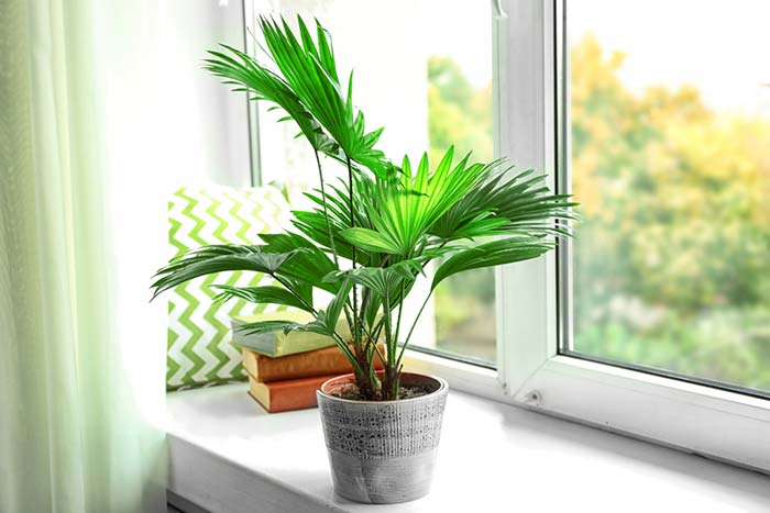 De petits semis de Palmeira Rafia reposent paisiblement sur le rebord de la fenêtre