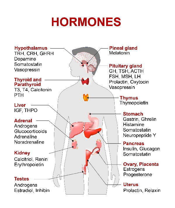 hormones mâles