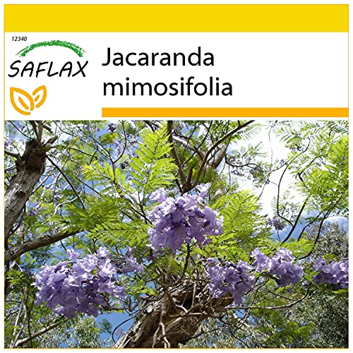 SAFLAX - Kit de culture - Jacaranda - 50 graines - Jacaranda mimosifolia