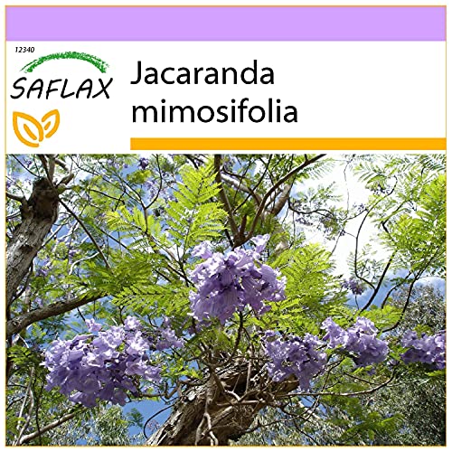 SAFLAX - Jacaranda - 50 graines - Jacaranda mimosifolia