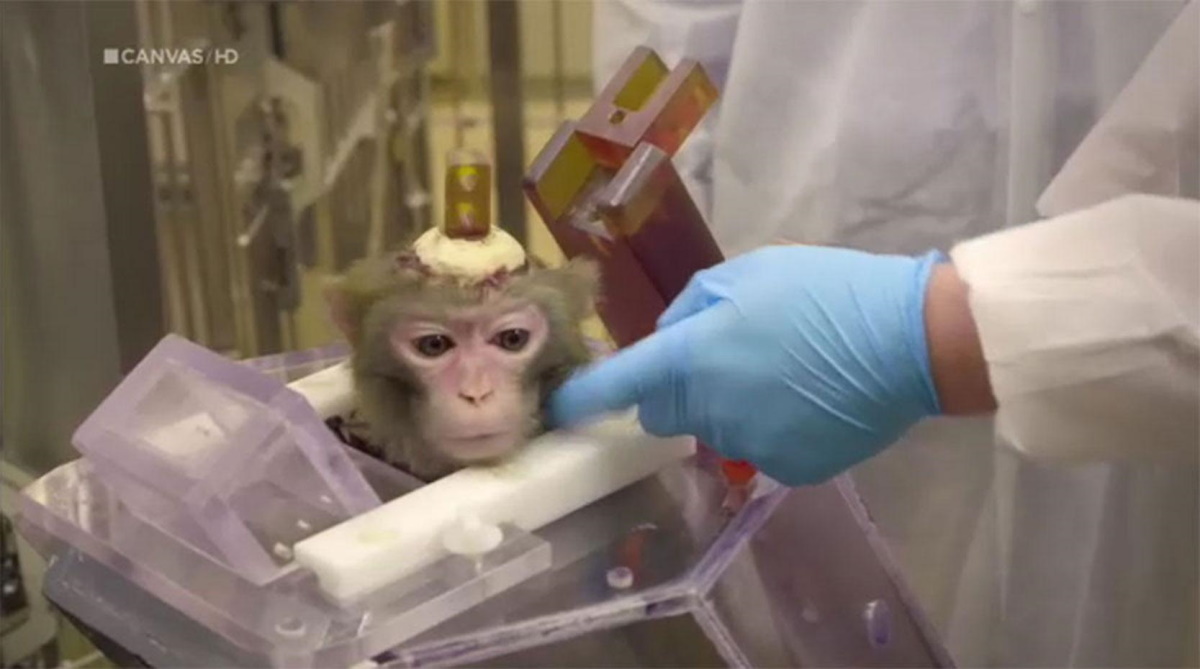 singe de laboratoire