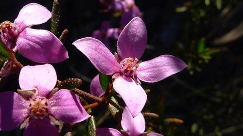 Boronia, thérapie florale australienne