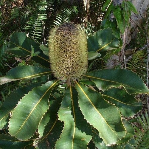 Banksia robur, thérapie florale australienne