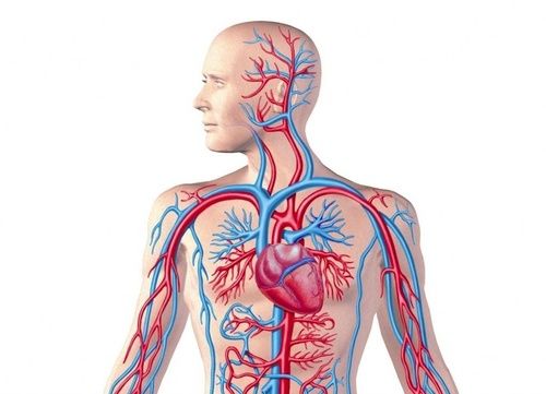 Système cardiovasculaire, tous les remèdes