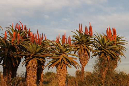 Plante Aloe Ferox