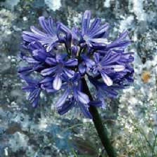 Agacia, fleur d'amour, 10 graines bleues fraîches