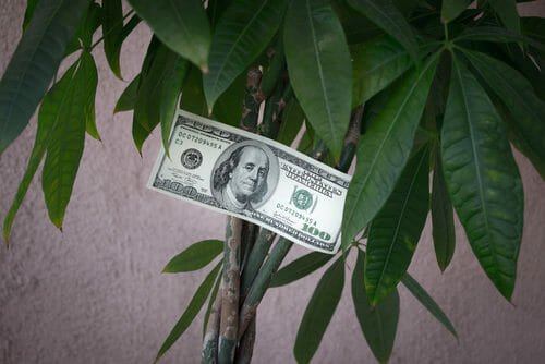 les plantes pachira rapportent de l'argent