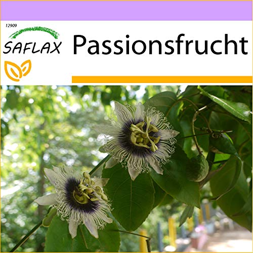 SAFLAX - Maracuja - 40 graines - Passiflora edulis