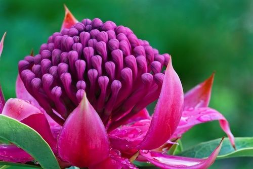 Fleur australienne Ian White