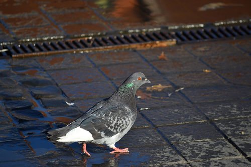 Comment éloigner les pigeons