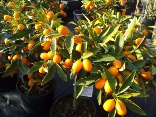 kumquat"Capucine Margarita" Pot mandarine ø22 cm