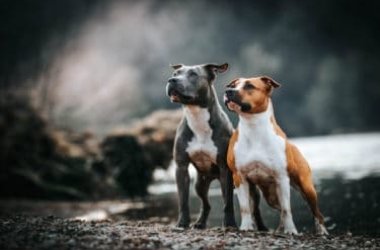 Amstaff ou American Staffordshire Terrier : tutti i segreti di questa razza non semper conosciuta