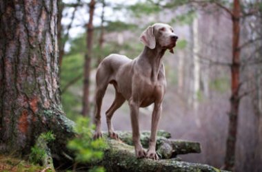 Weimaraner ou Weimar Bracco, l'un des chiens les plus populaires non seulement pour sa beauté gracieuse