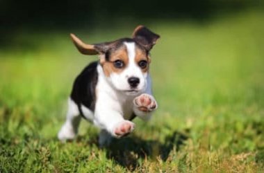 Beagle nain: quand les beagles sont d'une taille plus petits