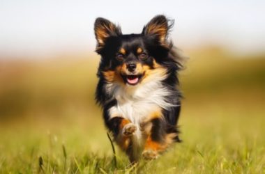 Le secret des jouets Chihuahua, une race de chiens miniatures de plus en plus populaire