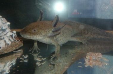 Tout le monde est obsédé par l'axolotl ou l'absolulotto, cette salamandre mexicaine ressemble à un dessin animé