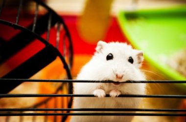 Hamsters : espèces, leur apparence et leur comportement