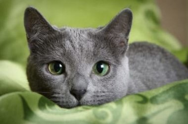 A propos du Bleu Russe, un chat élégant qui aime la vie en appartement