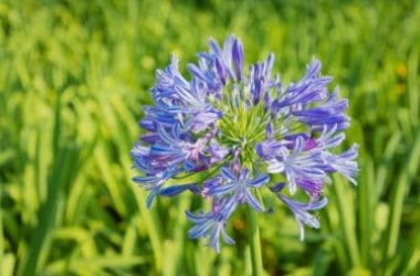 A propos d'Agacia, une plante vénérée pour ses majestueuses fleurs bleues