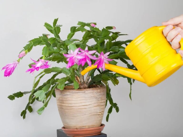 planta flor de maio cactos e vaso