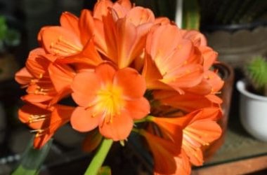 Clivia : À propos de cette plante d'intérieur aux fleurs distinctes