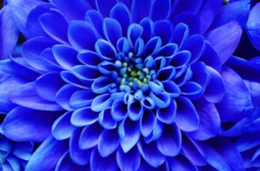 Fleurs bleues : la variété que vous devez absolument connaître