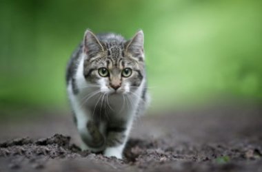 Les secrets du chat européen, le chat le plus répandu dans l'Ancien Monde