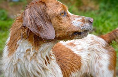 À propos de l'épagneul breton, une race de chien très vive et intelligente